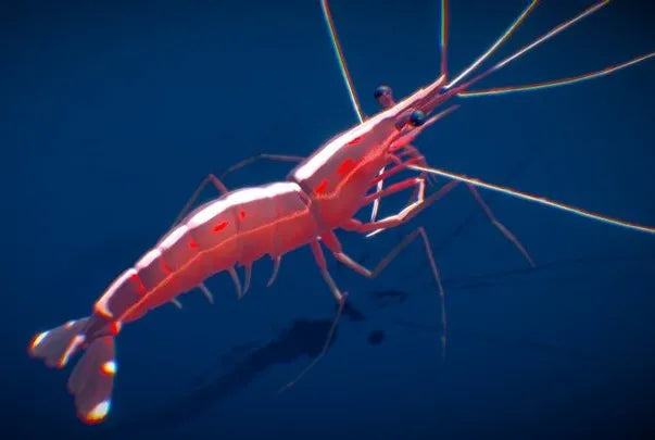 PBR Game 3D Models - Pacific Cleaner Shrimp
