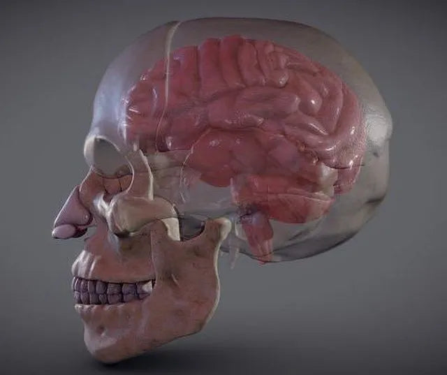 PBR Game 3D Models - The Brain Inside The Skull