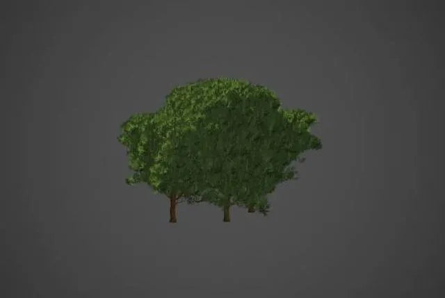 PBR Game 3D Models - Western Red Cedar Collection - Thuja Plicata
