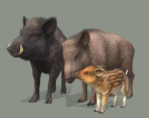 PBR Game 3D Models - Wild Boar Family