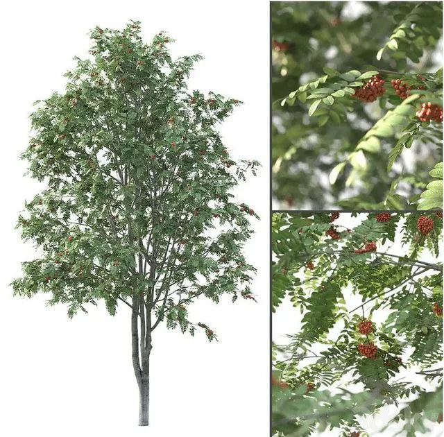 Rowan 3dsMax Model – 3DSky Model Free