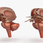 Brain 3D Model Free Download